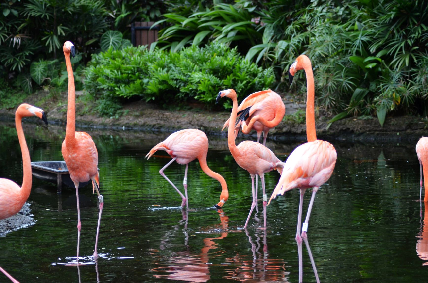flamingo twitter
